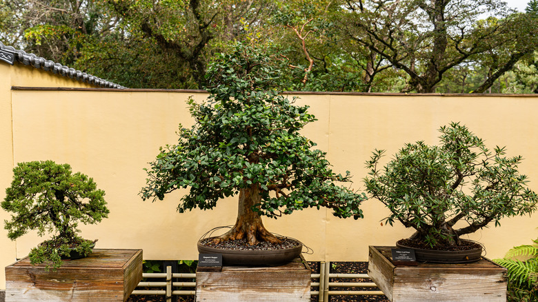 Bonsai plants exhibit Morikami Museum Florida