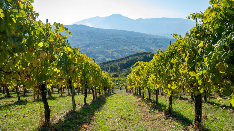 Vineyard in Avellino