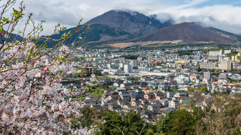 City at the base of a mountain with cherry blossoms in foreground