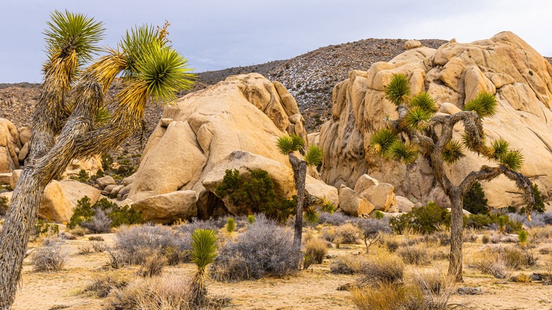 Ryan Mountain in Joshua Tree National Park