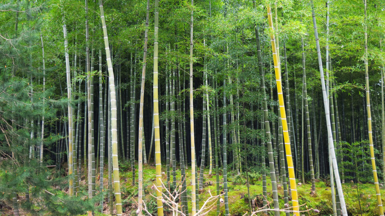 The bamboo forest rises into a verdant canopy