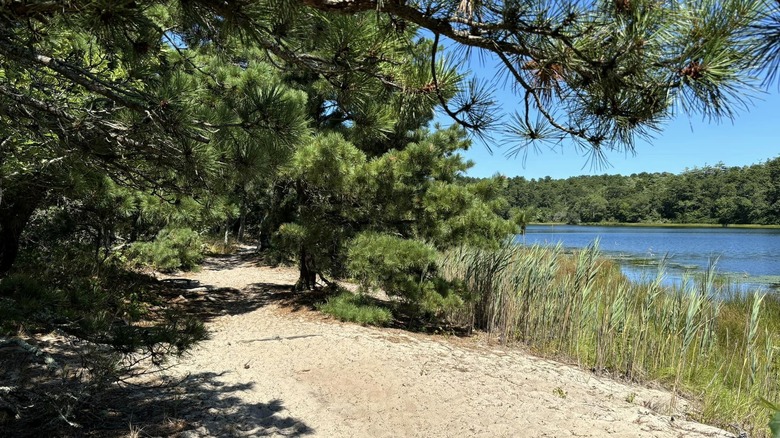 shaded path by lake