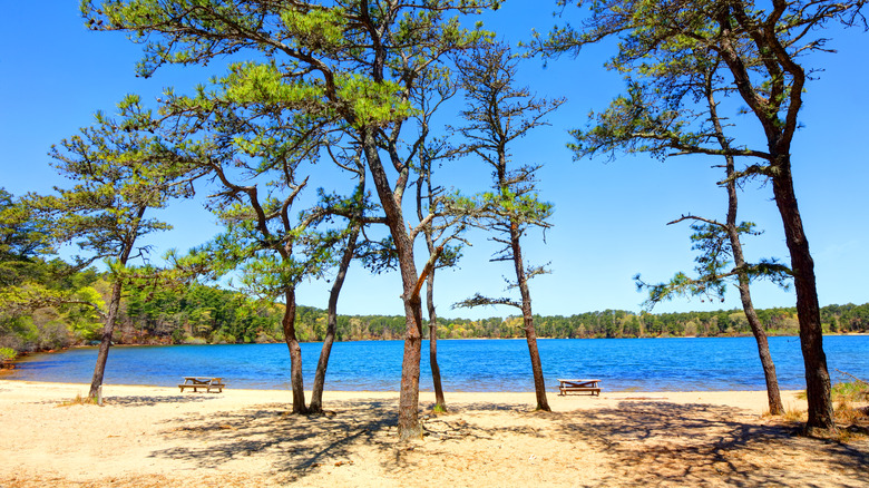 pond with beach surrounded by trees