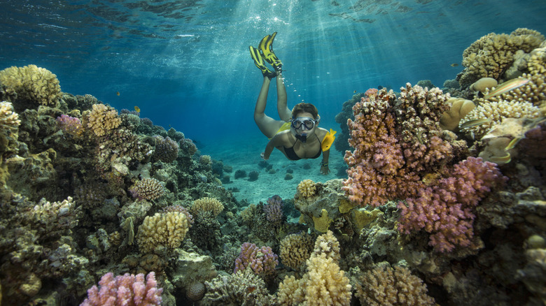 A woman snorkels among the coral