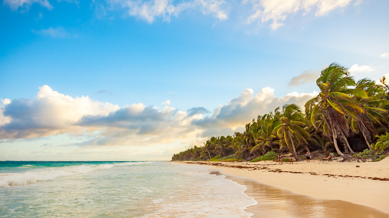 calm coastline of the Yucatan Peninsula with palm trees