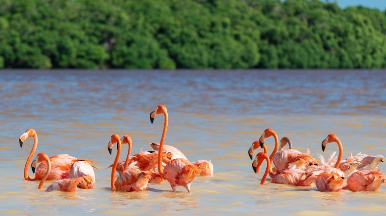 flamingos in the waters of the Yucatan Peninsula