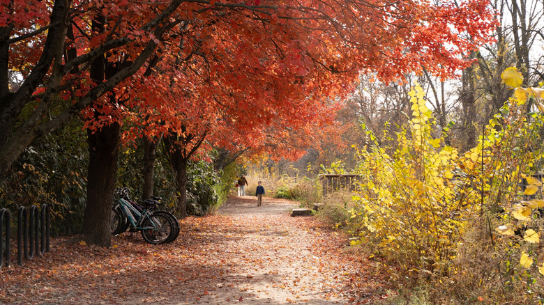 Fall foliage along walking path in Lambertville, New Jersey