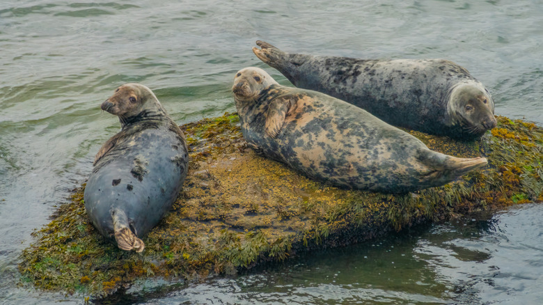 Grey seals on a rock near Bonaventure Island, Quebec