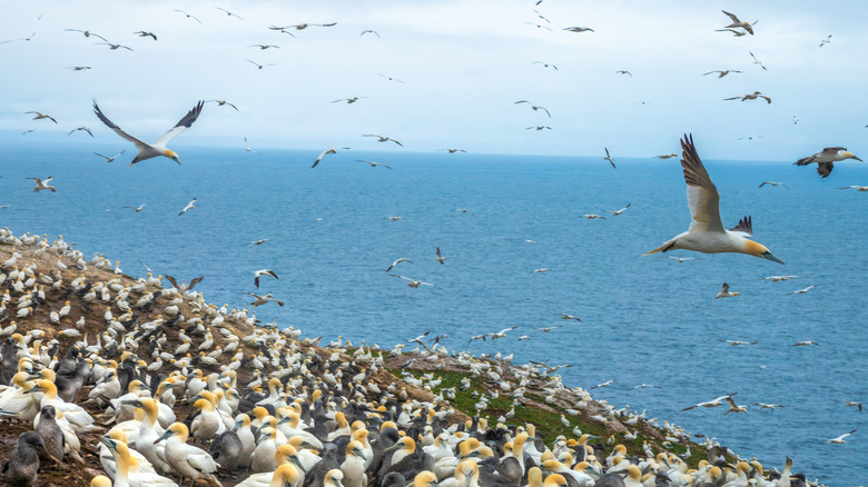 A large colony of gannets on Bonaventure Islands in Quebec, Canada