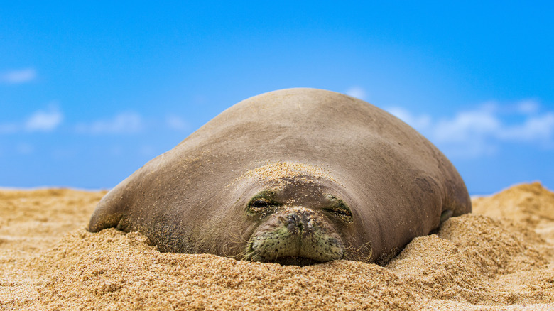 close up of endangered Monk Seal on Hawaiian beach