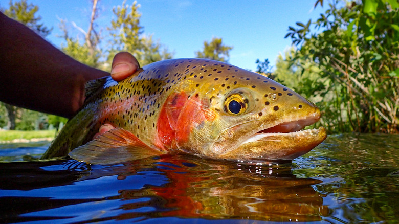 Closeup of a rainbow trout.