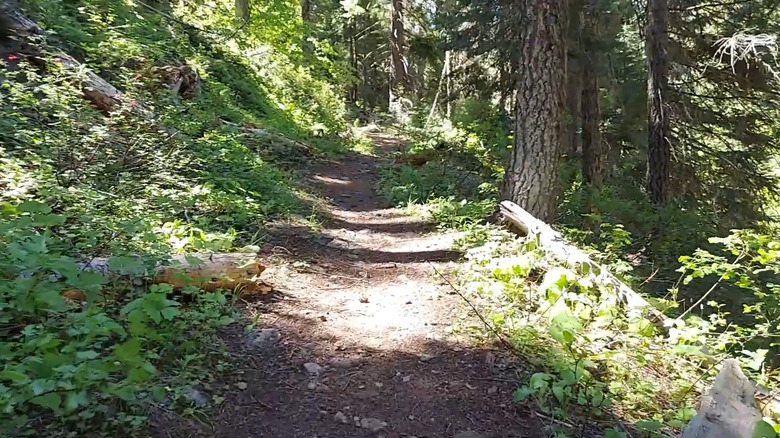 A trail through Miller Lake's woods.