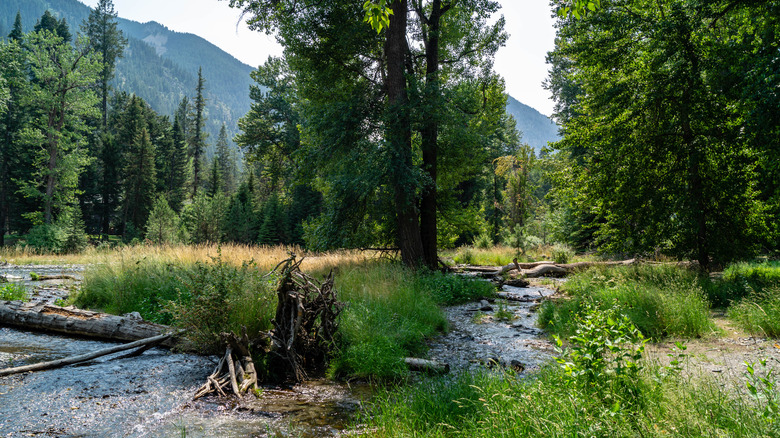 A stream passing through Wallowa Lake State Park