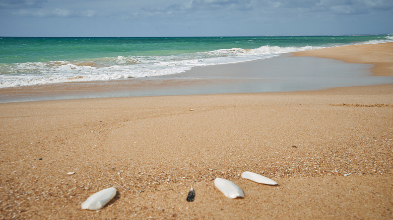 seashells, golden sand, and ocean