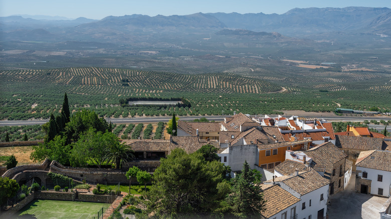 Whitewashed Spanish village of Baeza surrounded by olive groves