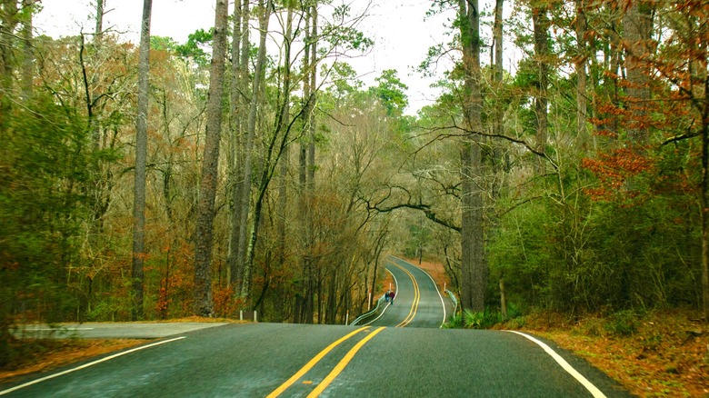 A road runs through Sam Houston National Forest.