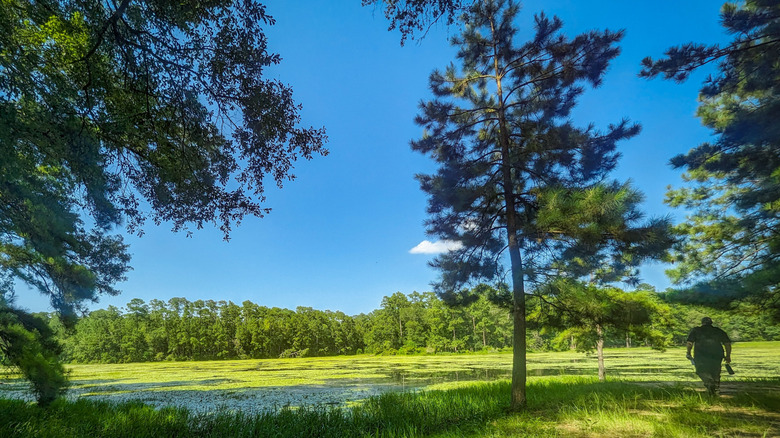 A hiker walks through an area of Sam Houston National Forest.