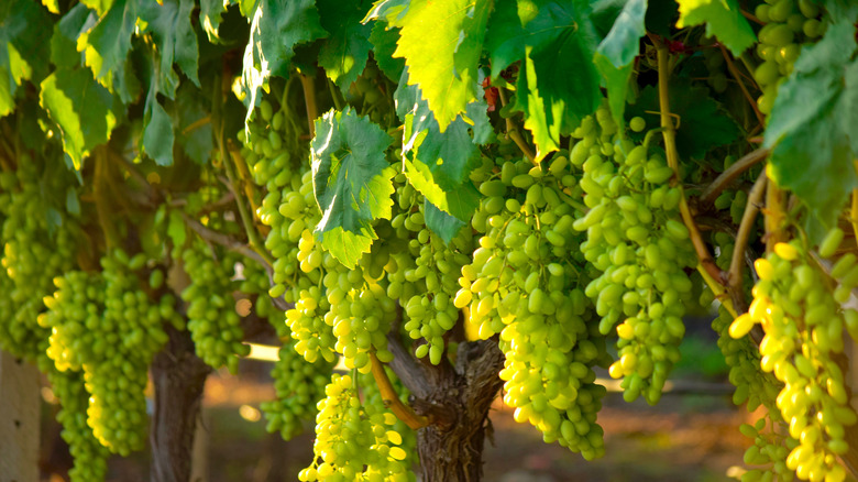 green grapes on the vine