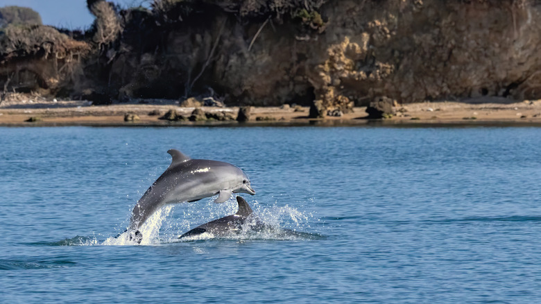 Dolphins swimming in the Amvrakikos Gulf