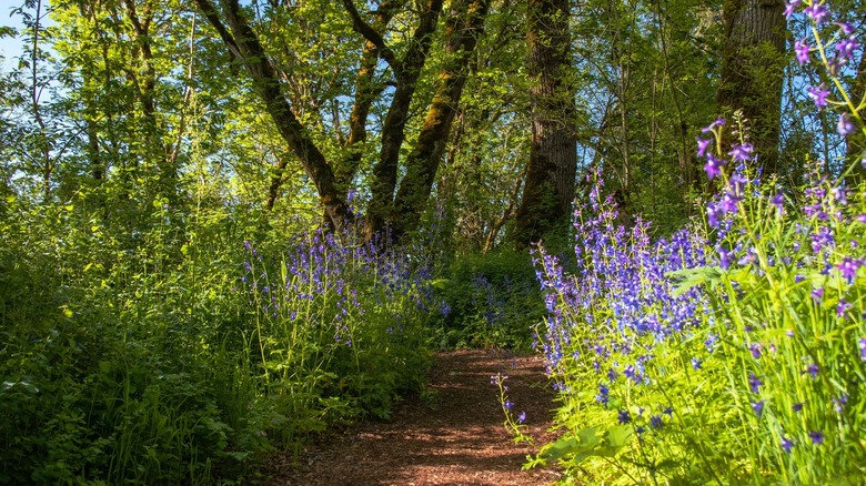 trail through trees and plants