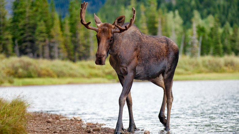 Moose at Fishercap Lake in Glacier National Park