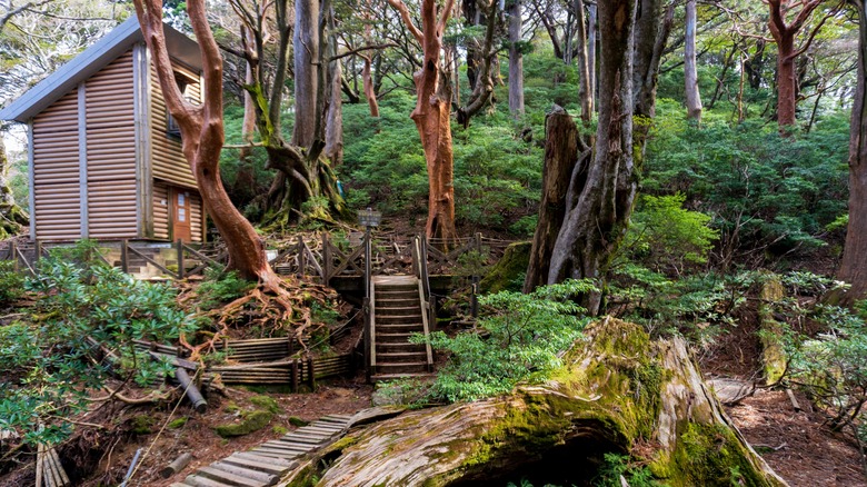 Lodging hut in Yakushima