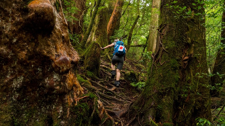 person hiking through Yakushima's rainforest