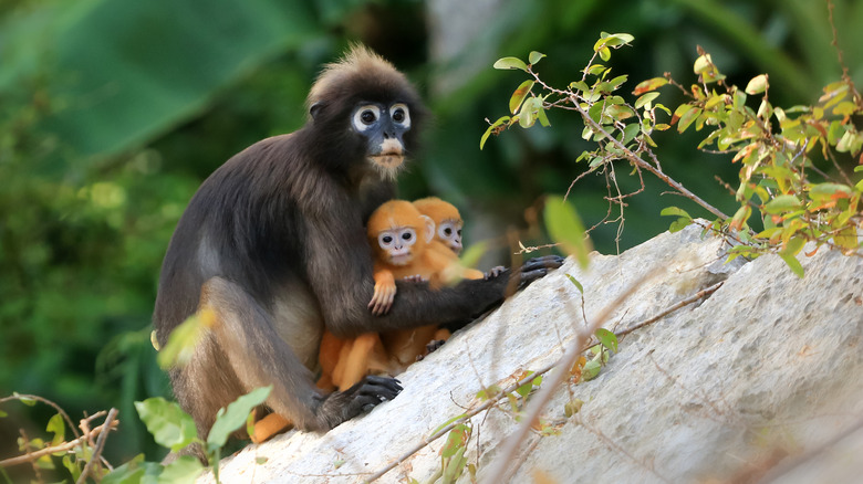 monkey with two babies