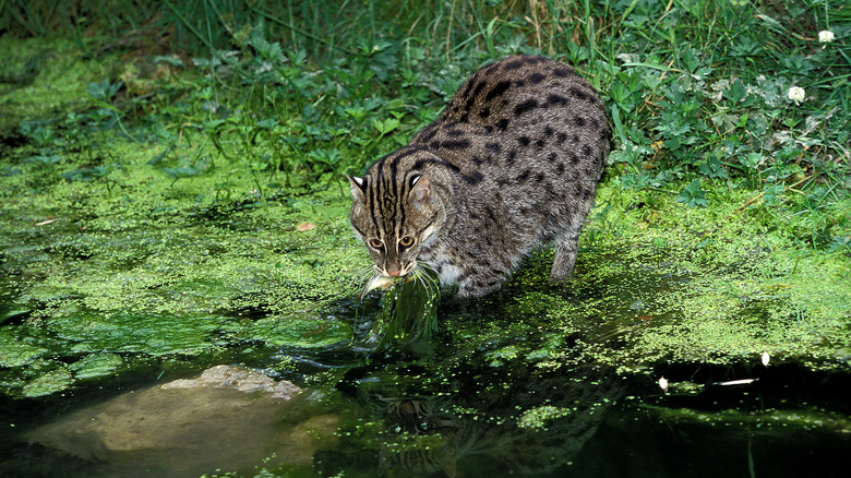 cat fishing in marsh water