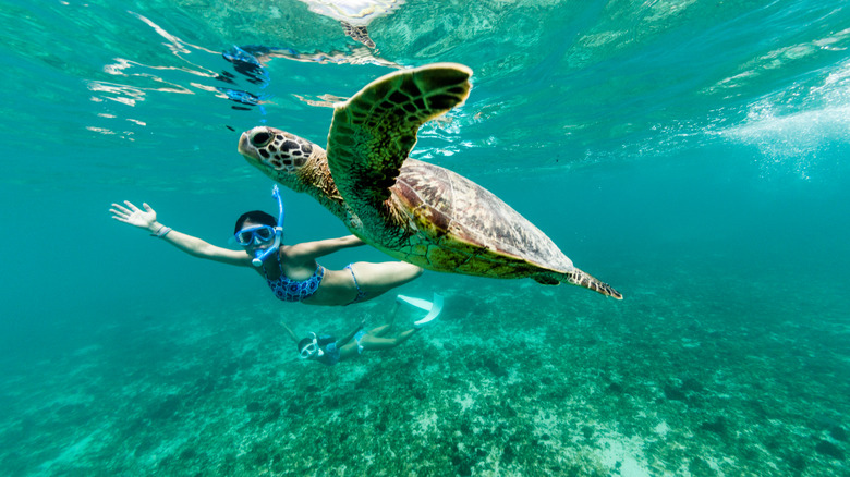 Woman snorkels with turtle