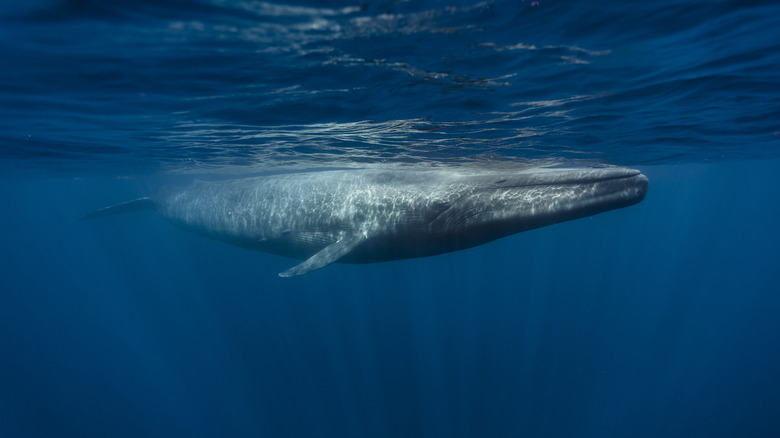 Blue whale swimming underwater