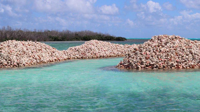 conch shell piles at sea
