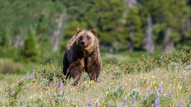 Grizzly bear running in Glacier National Park