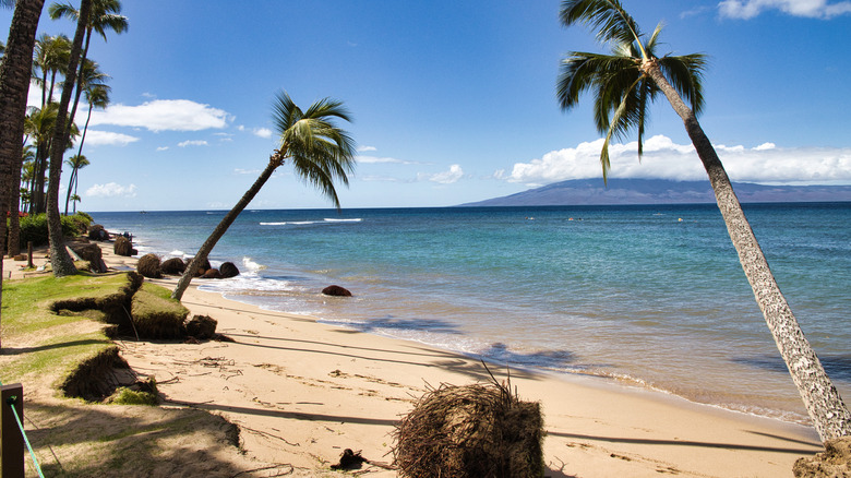 Palm trees over Hawaiian water