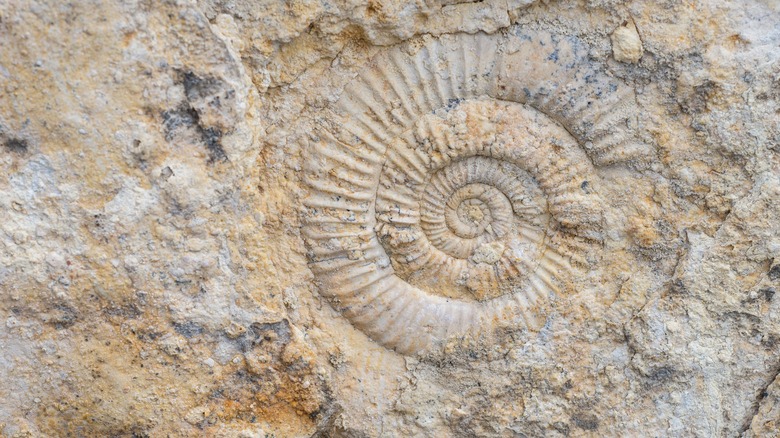 An ammonite fossil