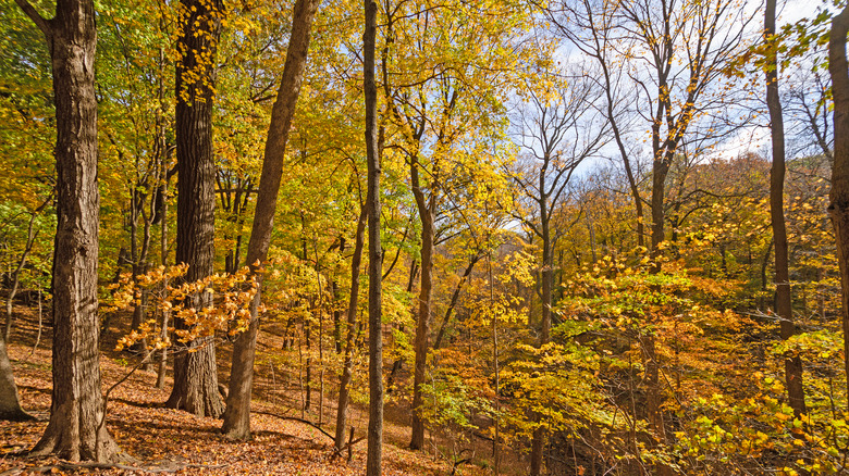 Palisades-Kepler State Park in Iowa