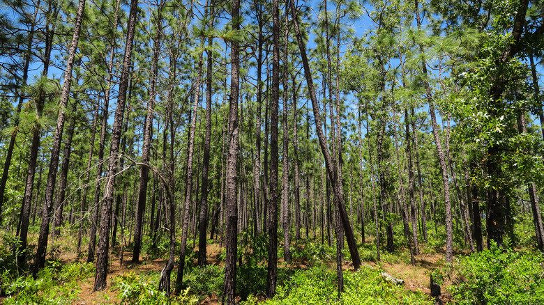 Mike Roess Park forest