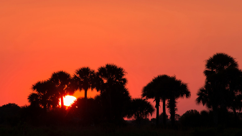 Sunset over trees at Kissimmee