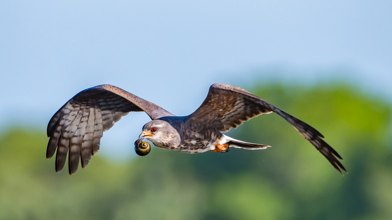 Snail kite flying with apple snail in its mouth