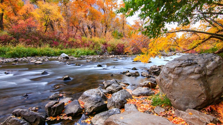 Fall foliage near Provo, UT