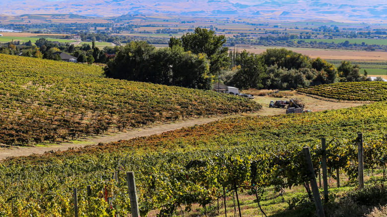 A vineyard in Snake River Valley