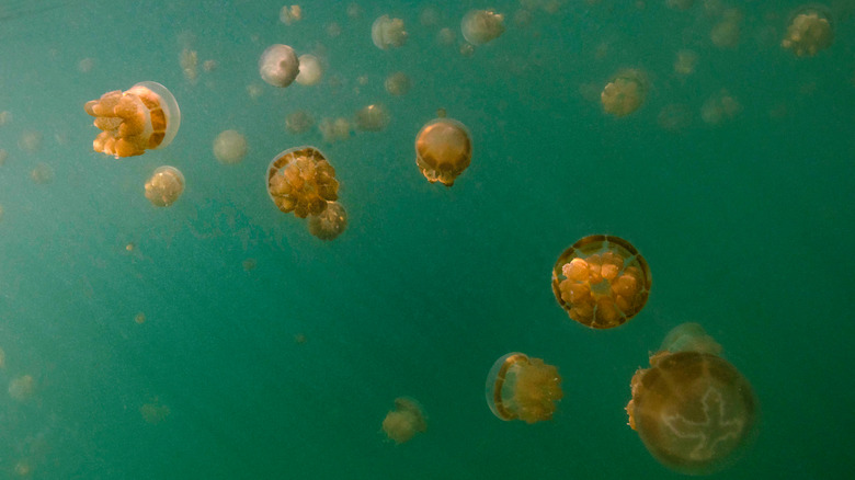 jellyfishishes in Kakaban Lake