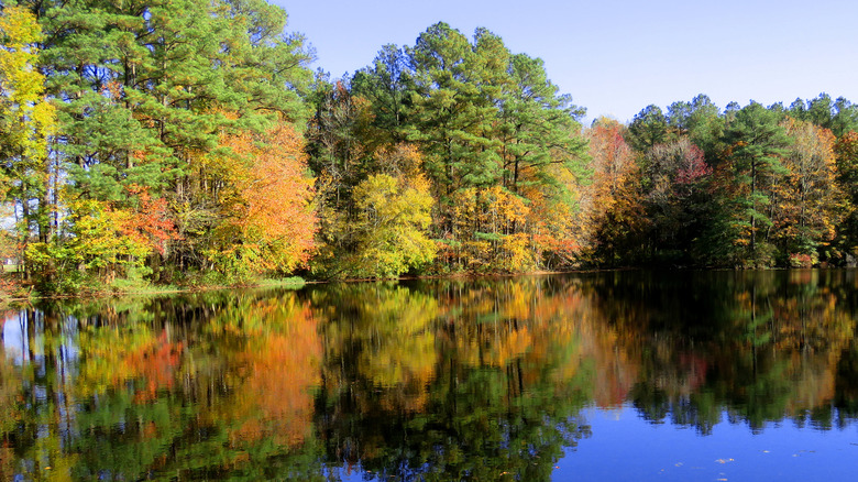 Fall foliage reflected in pond water