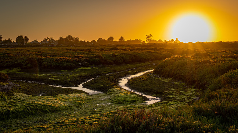 Carpinteria Salt Marsh Nature Park