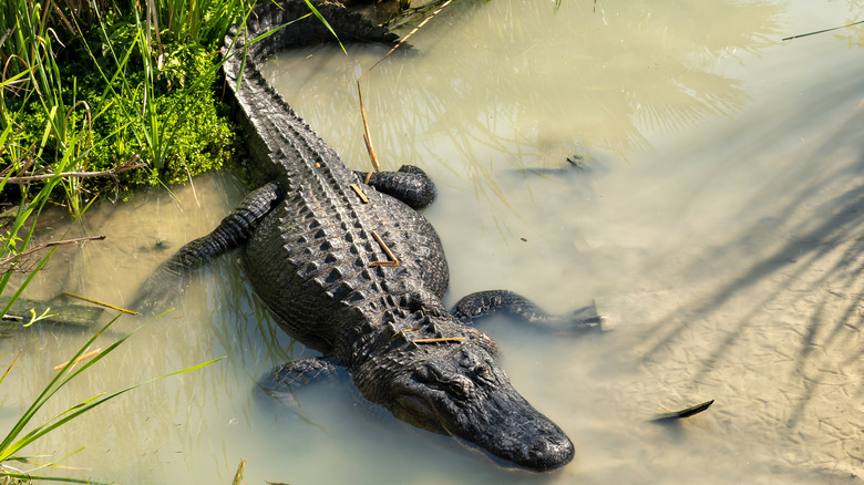 alligator Port Aransas