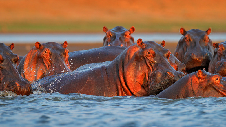 Group of hippos in water