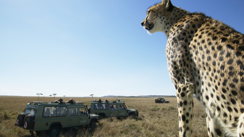 Cheetah overlooking safari jeeps, Serengeti, Tanzania