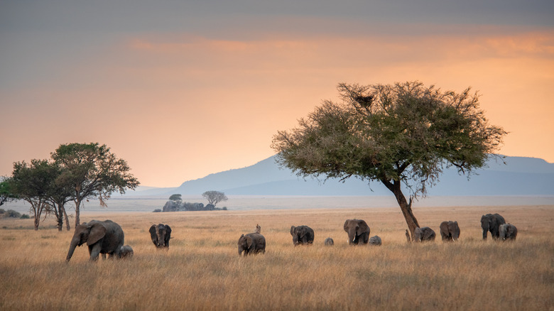 Elephants in the Serengeti, Tanzania