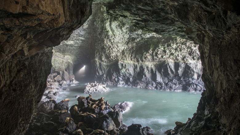 Sea Lion Caves in Oregon