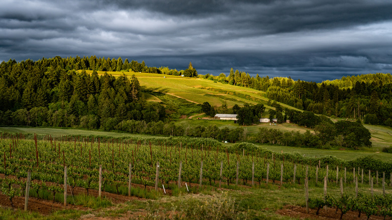 A vineyard in Oregon's scenic Willamette Valley